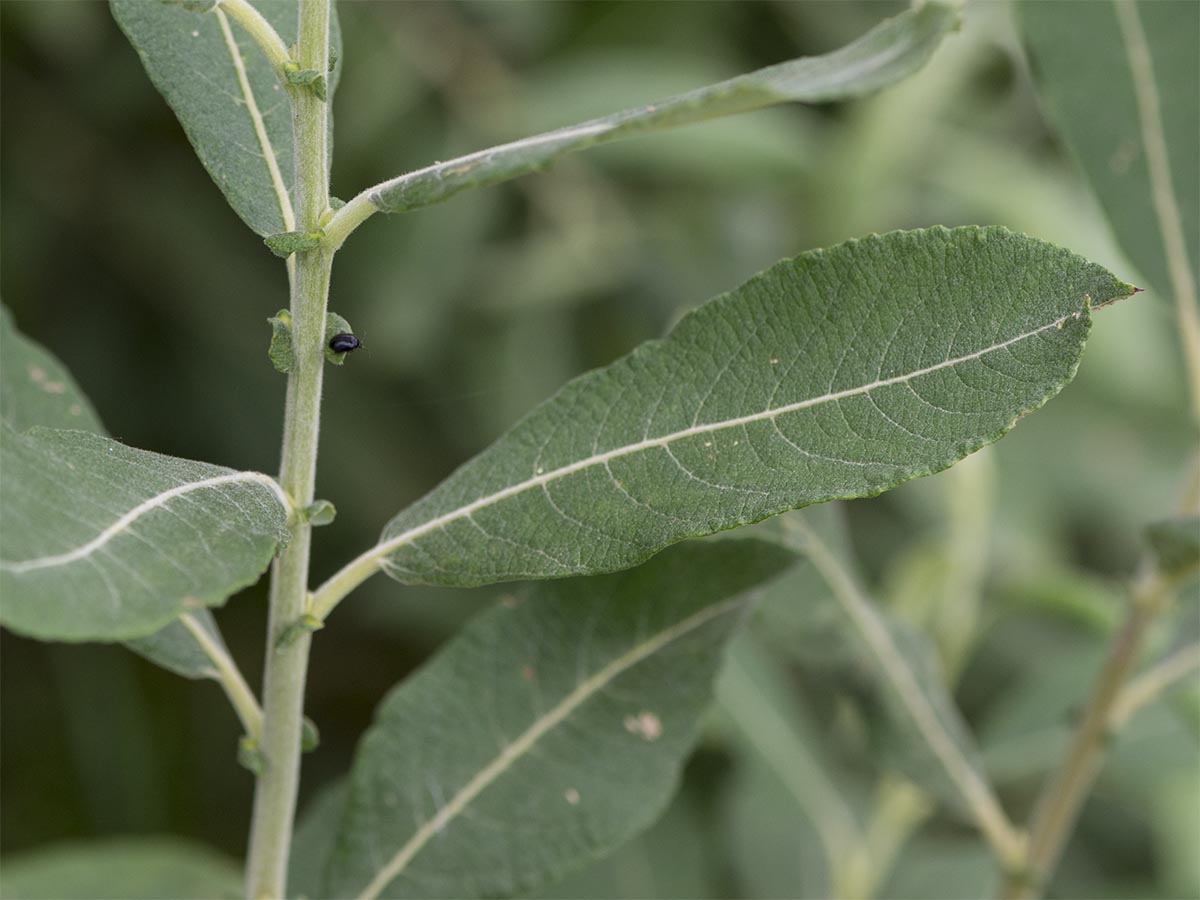 Salix cinerea